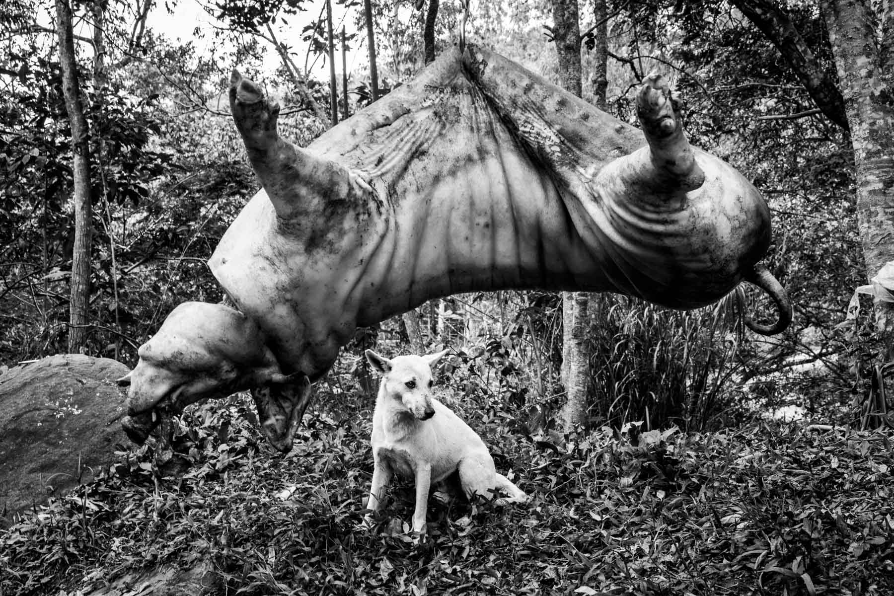 Chapux Celebración del Chapux, ritual de los muertos, en Toribío. Toribío, Cauca, 1 Noviembre 2018.