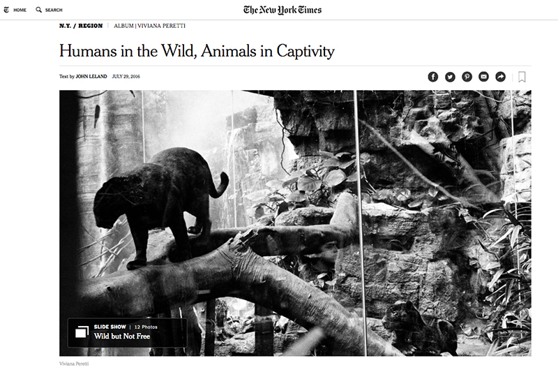 My project about Wildlife in New York featured in The New York Times: http://www.nytimes.com/2016/07/31/nyregion/humans-in-the-wild-animals-in-captivity.html