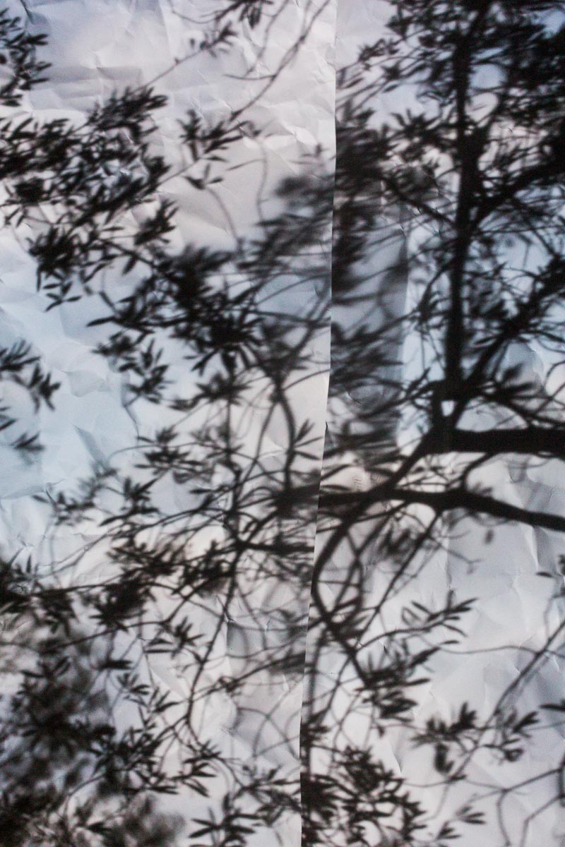 Nostalgia in blue Olive tree branches reflected on some sheets of paper hanging down in a camera obscura I built in a summer chalet at the bottom of a garden at the Bogliasco Foundation in Italy. Bogliasco, Italy, April 2017.