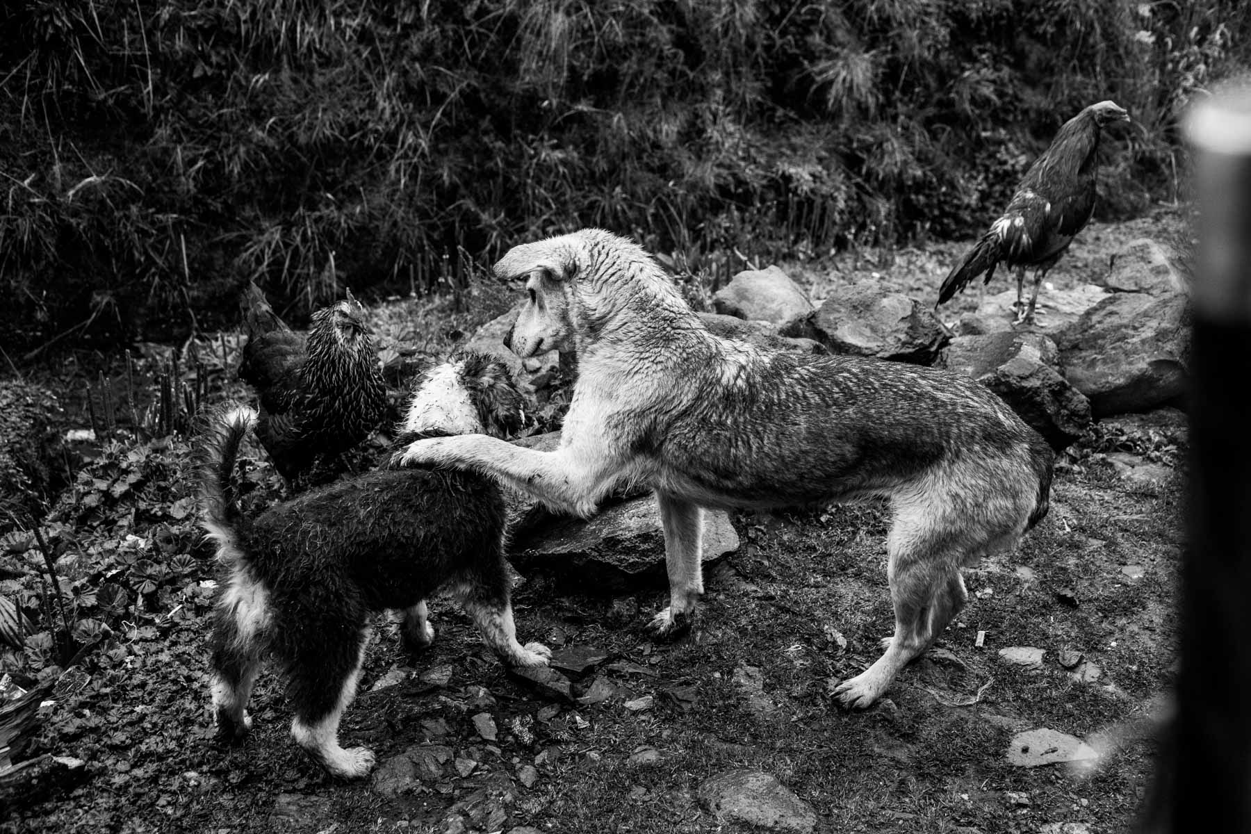Indigenous Legacy Animals playing in the Páramo de Pisnos that belongs to the Nasa indigenous people of the Cauca region of Colombia. Cauca region, Colombia, January 2019.