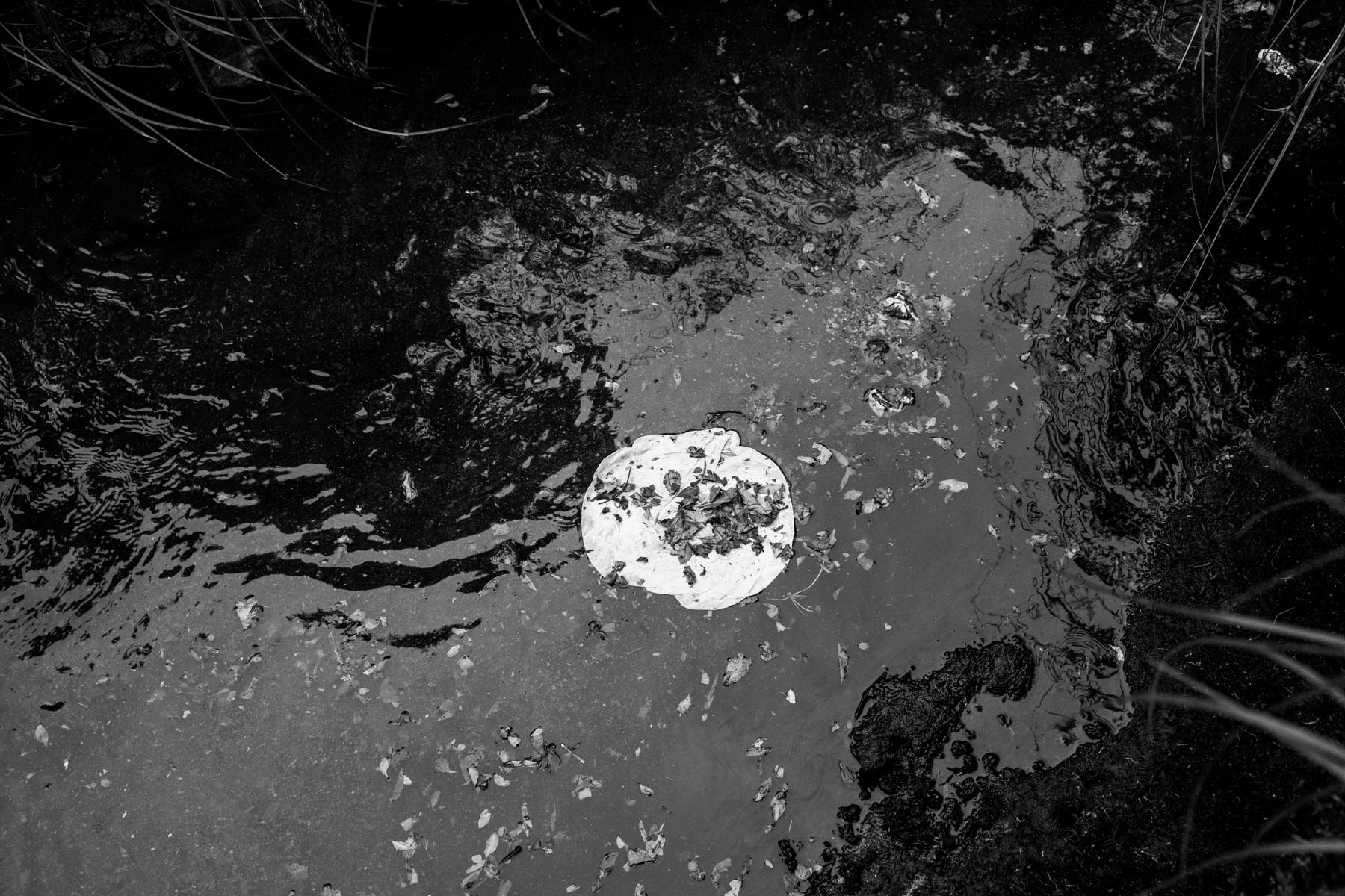Indigenous Legacy Coca leaves thrown into a river during the celebration of a ritual of the indigenous NASA community in the Páramo de Pisnos. Cauca region, Colombia, January 2019.