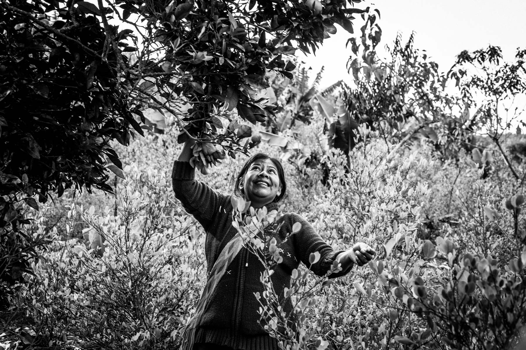 Mujeres Tejedoras, Nasa Dominga Mestizo en la finca de Isabel Mosquera Parra (45 años), El Naranjo, resguardo de San Francisco, Cauca, Colombia, Agosto 17, 2018.