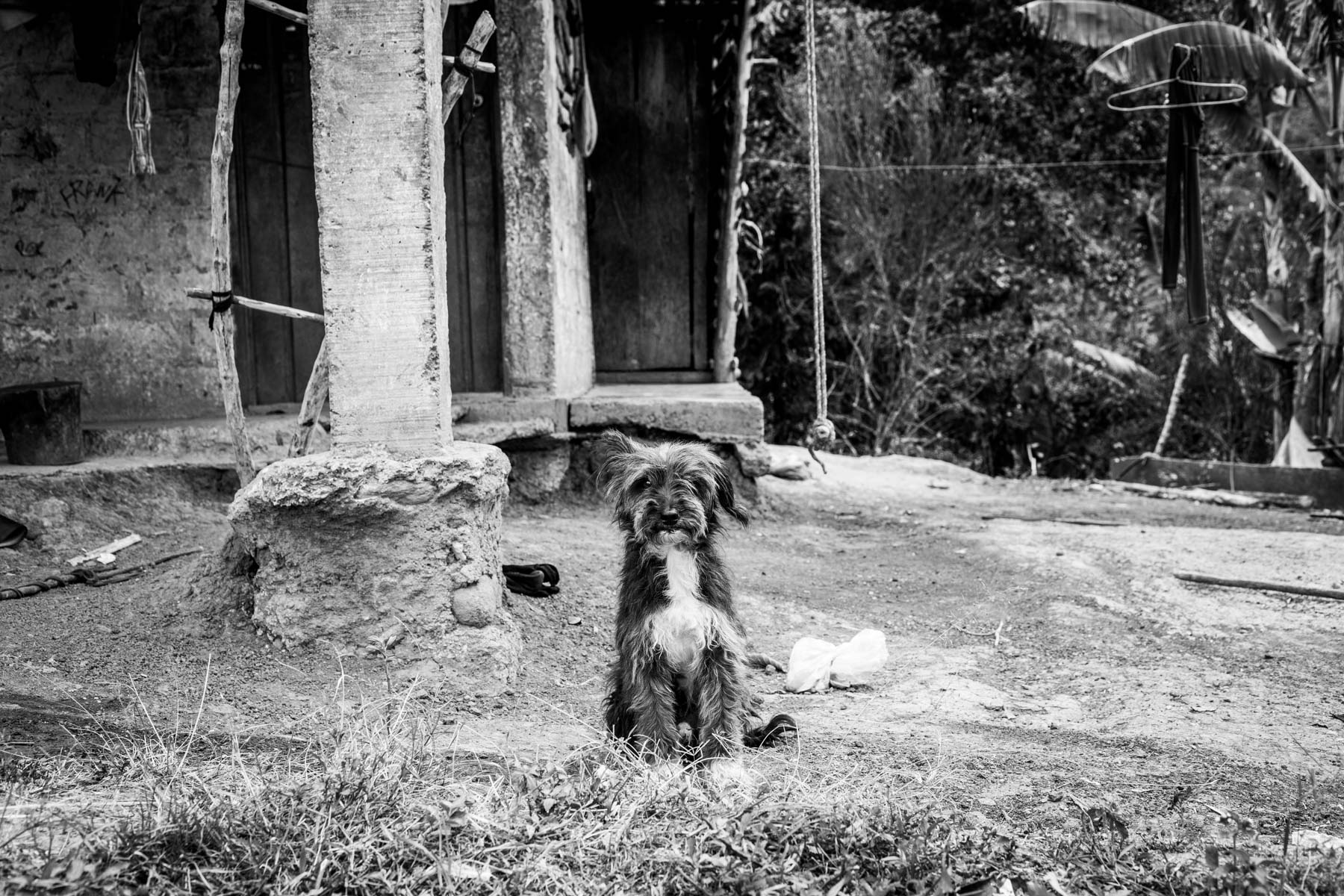 Finca de Emilia Julicue Secue (58 años) el perro Pato, La Estrella, Toribío, Cauca, Colombia. Septiembre 7, 2018.