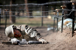 Basic Cadet Malcom Price from Washington D.C. glances up during the final obstacle of the assault course at Jacks Valley outside Colorado Springs, Colo. 