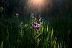 A thistle plant reaches skyward during late afternoon outside Xenia, Ill. 