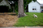 A dog watches passers-by from a yard in Cobden, Ill.