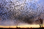 A super flock of starlings flies over Route 251 near Peru, Ill. 